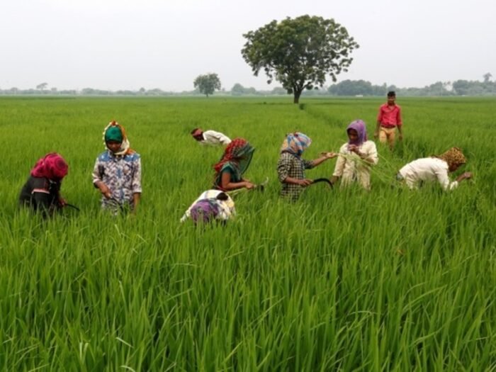 Rabi crops sown in 17.46 lakh hectares in Chhattisgarh