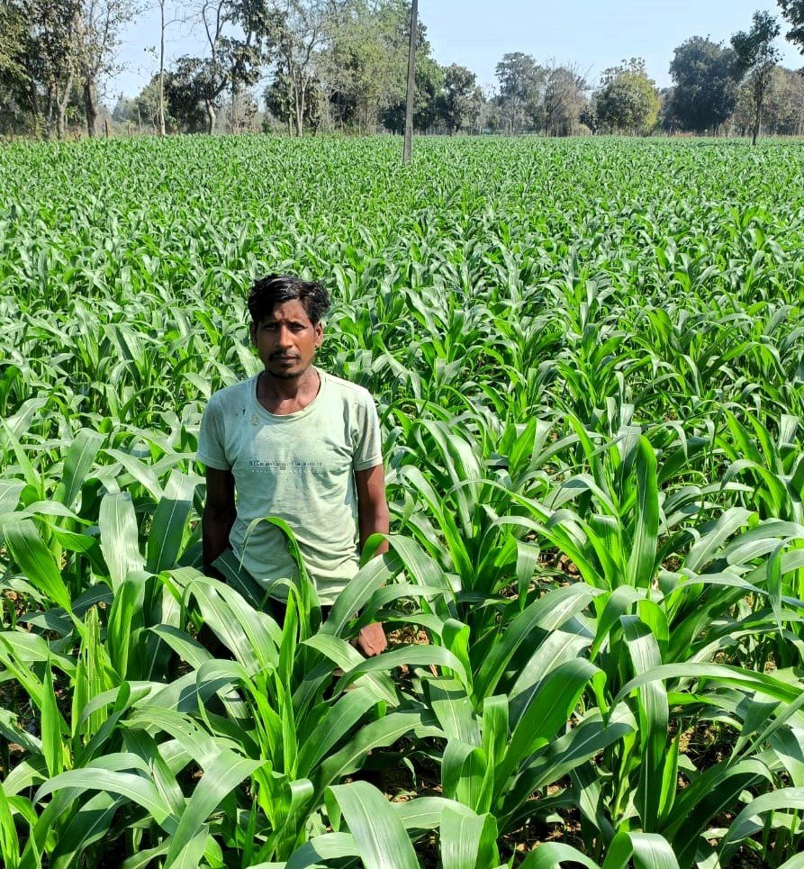 Double profit from cultivation of maize instead of summer paddy