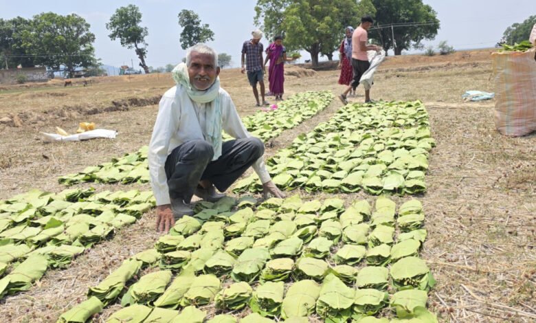 तेंदूपत्ता संग्राहकों को मिल रहा 5500 रुपये प्रति मानक बोरा का दाम 1 Tendu leaf collectors are getting Rs 5500 per standard sack
