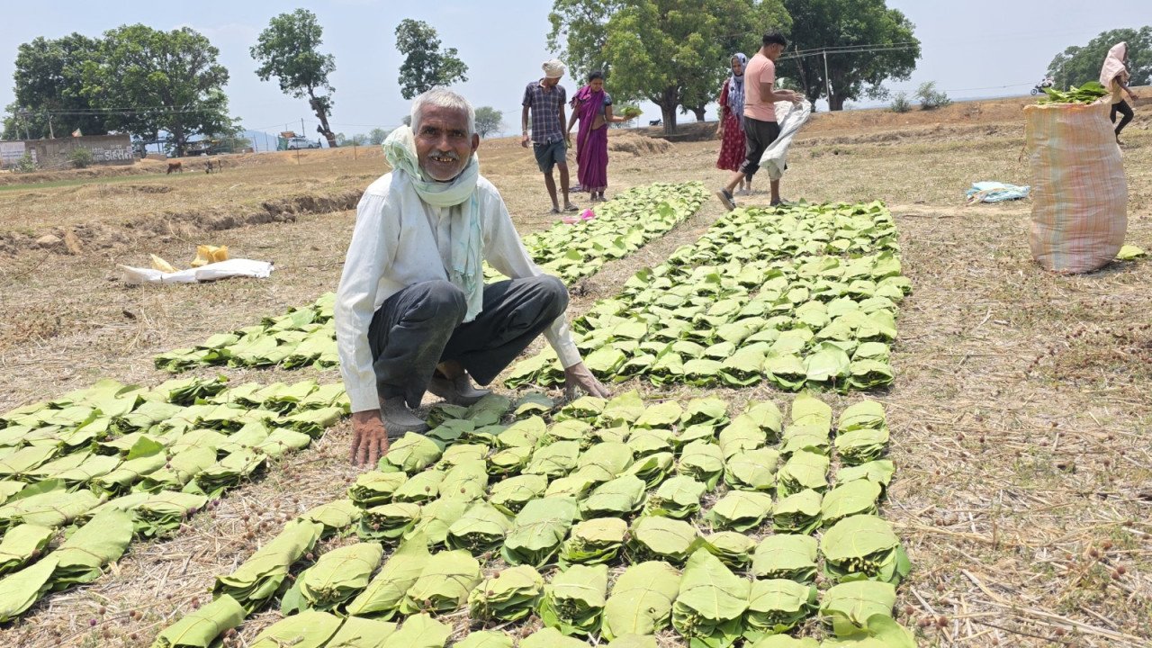 Tendu leaf collectors are getting Rs 5500 per standard sack