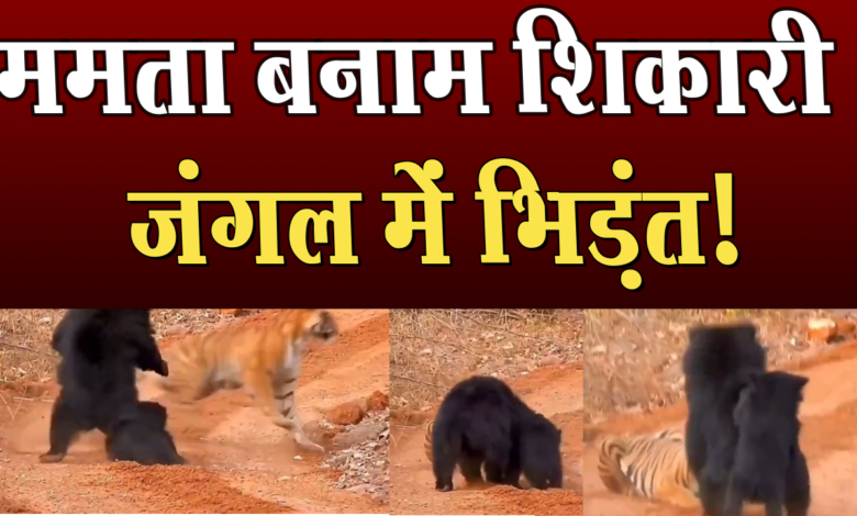 ममता बनाम शिकारी—जंगल में भिड़ंत! बाघ के सामने दीवार बनी मां 1 Mamta vs hunter- clash in the jungle! Mother becomes a wall in front of tiger