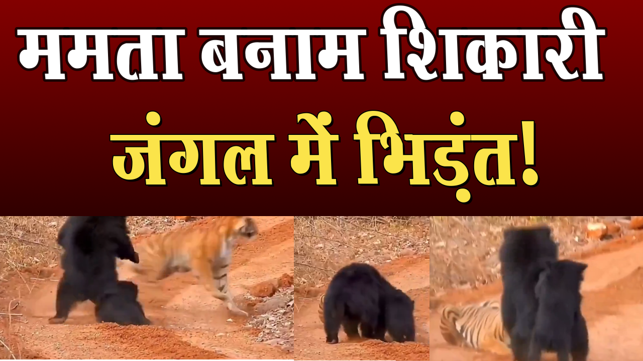 Mamta vs hunter- clash in the jungle! Mother becomes a wall in front of tiger