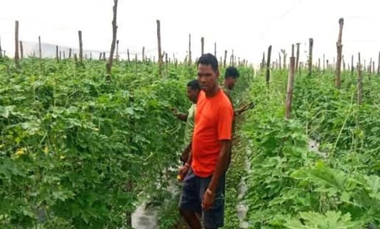 Bhatpal farmer Santer Potai's fortunes changed, he earned 4 lakh rupees from horticulture scheme