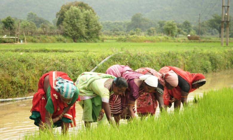 Hopes are waving in the fields of Korba, farmers like Santosh are self-reliant due to government schemes