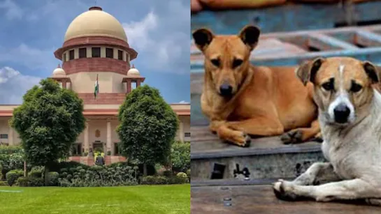 आवारा कुत्तों पर सुप्रीम कोर्ट का बड़ा फैसला — नसबंदी के बाद रिहाई, बीमार और हिंसक रहेंगे शेल्टर में 1 Supreme Court's big decision on stray dogs - release after sterilization, sick and violent ones will remain in the shelter