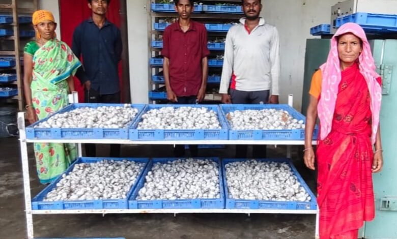दंतेवाड़ा में महिला स्व-सहायता समूह की रेशम कीट पालन में सफलता, आत्मनिर्भरता की नई मिसाल 1 Success of women self-help group in silkworm rearing in Dantewada, a new example of self-reliance