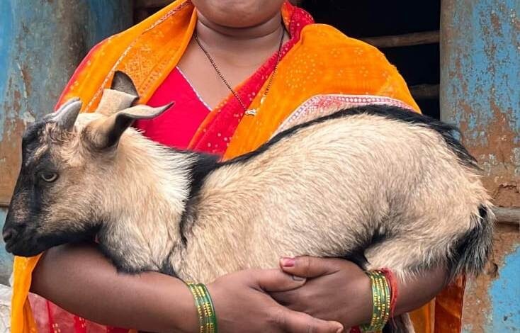 बकरी पालन से बदली तक़दीर: सविता रजक बनीं आत्मनिर्भरता की मिसाल 1 Goat rearing changed her fortune: Savita Rajak became an example of self-reliance