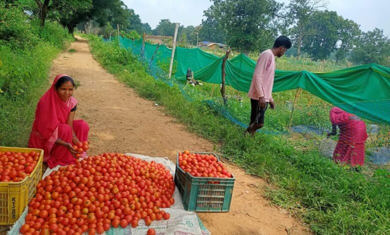 Tomato farming changed her fortune, Mangli became 'Lakhpati Didi' - Bihaan showed the way