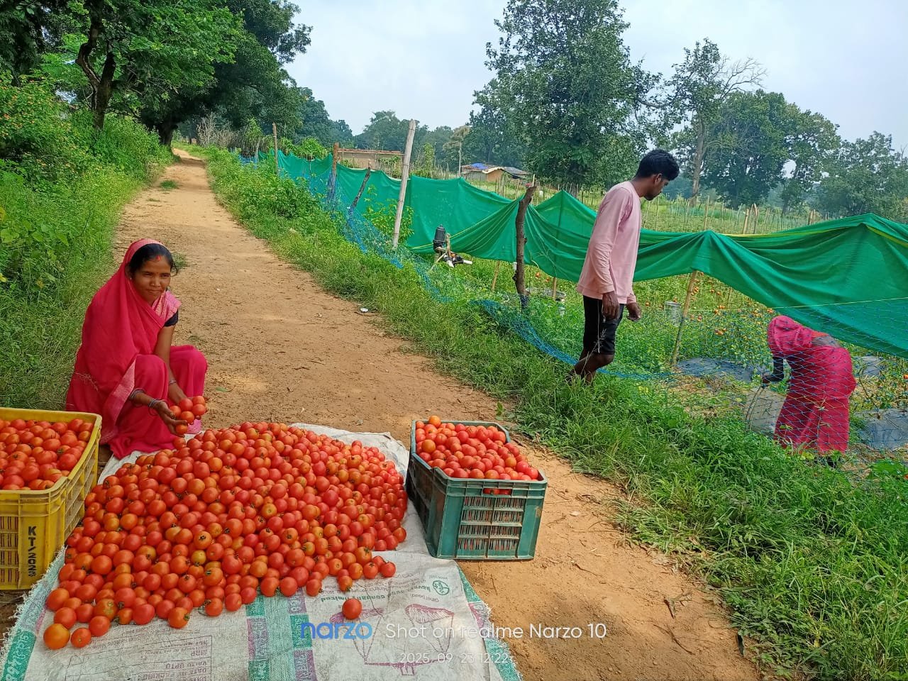 Tomato farming changed her fortune, Mangli became 'Lakhpati Didi' - Bihaan showed the way
