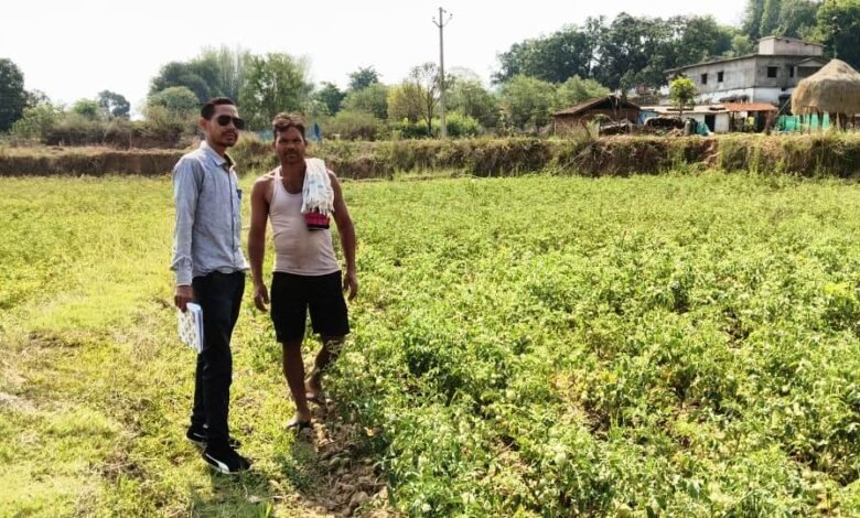 टमाटर की खेती से कमाया 55 हजार का शुद्ध लाभ, राष्ट्रीय बागवानी मिशन से मिला सहारा 1 Earned a net profit of 55 thousand from tomato cultivation, got support from National Horticulture Mission