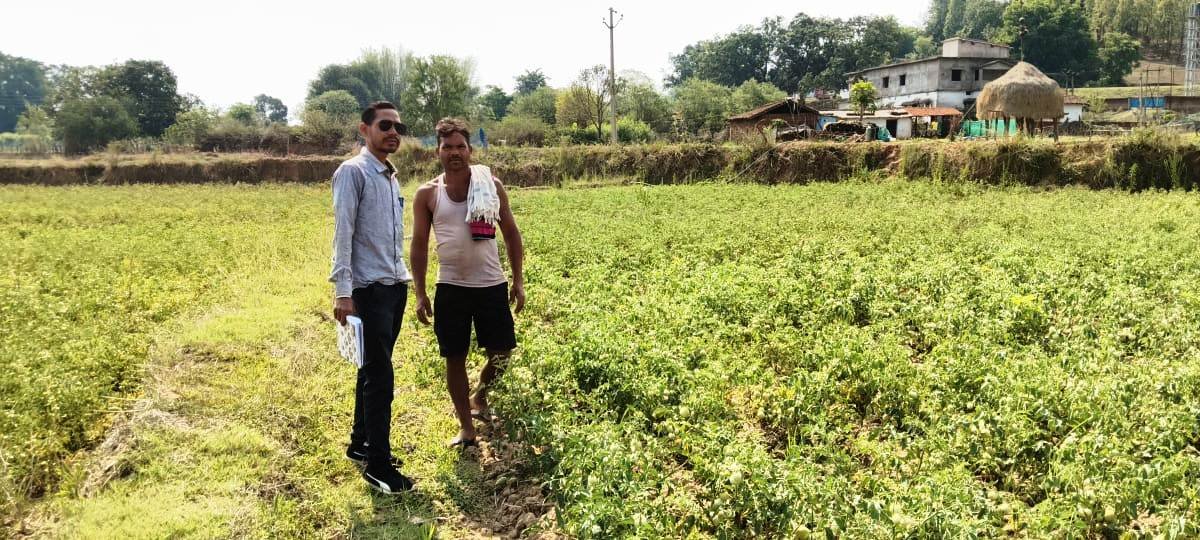 Earned a net profit of 55 thousand from tomato cultivation, got support from National Horticulture Mission