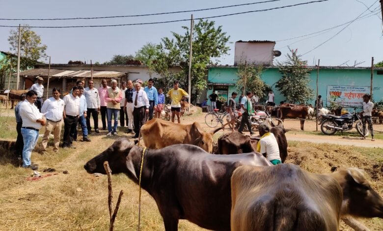 सेमरा गांव में दो दिवसीय पशु-पक्षी प्रदर्शनी और प्रतियोगिता का आयोजन, किसानों और पशुपालकों के लिए सुनहरा मौका 1 A two-day animal and bird exhibition and competition is being organised in Semra village, a golden opportunity for farmers and livestock keepers.