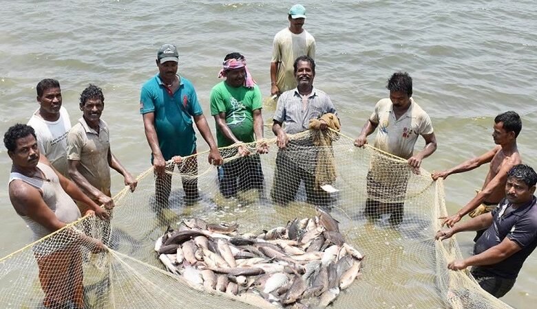 Fisheries have become the foundation of rural prosperity; Blue Revolution has increased employment and self-reliance in Jashpur.