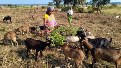 Photo of बिहान योजना से बुटकी नाग बनीं आत्मनिर्भर किसान, बस्तर की धरती पर उगा रहीं सफलता की फसल