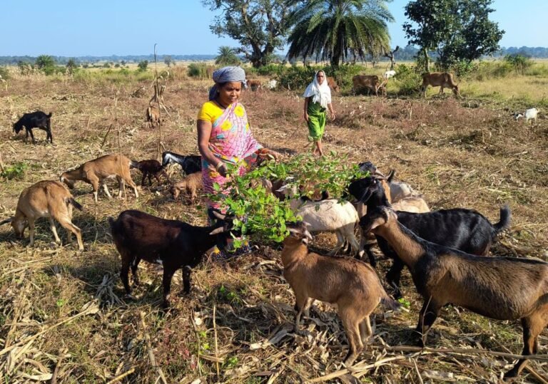 Butki Nag became a self-reliant farmer through the Bihan Yojana, growing the crop of success on the land of Bastar.