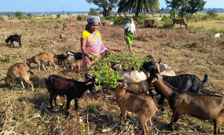 Butki Nag became a self-reliant farmer through the Bihan Yojana, growing the crop of success on the land of Bastar.