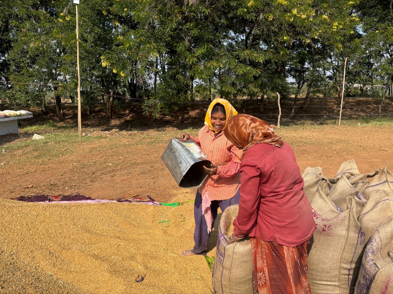 Kharif procurement brings prosperity to Dhamtari, women gain respectable employment and a new identity
