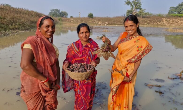 कोटमीकला की महिलाओं का कमाल: तालाब ने बदली किस्मत, बढ़ी आय और खुला आत्मनिर्भरता का रास्ता 1 The amazing work of the women of Kotmikala: The pond changed their fortunes, increased their income, and opened the way to self-reliance.