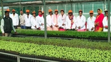 Photo of एक पौधे में बैंगन-टमाटर की खेती, सूरजपुर में ग्राफ्टेड सब्जी प्रशिक्षण से किसानों को नई ताकत