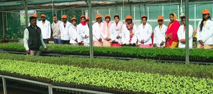 Cultivation of eggplant and tomato in one plant, grafted vegetable training in Surajpur gives new strength to farmers