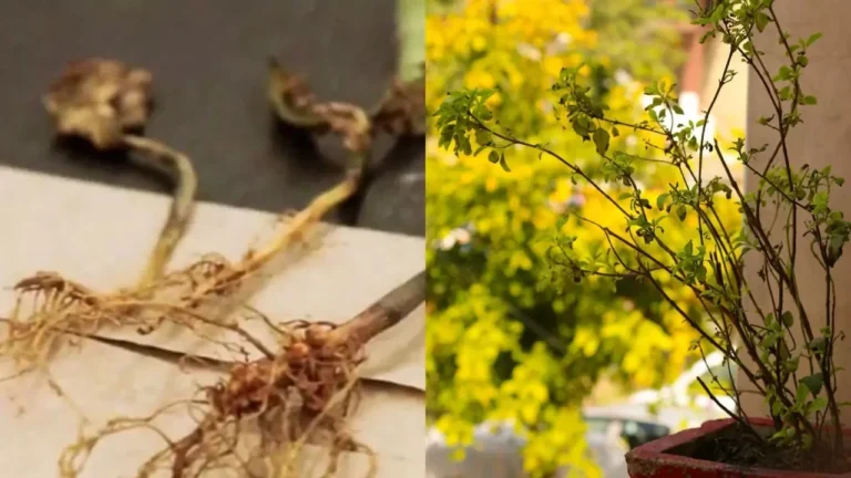 The Miracle of Tulsi Root: Tie it at the main door and invite prosperity into your home
