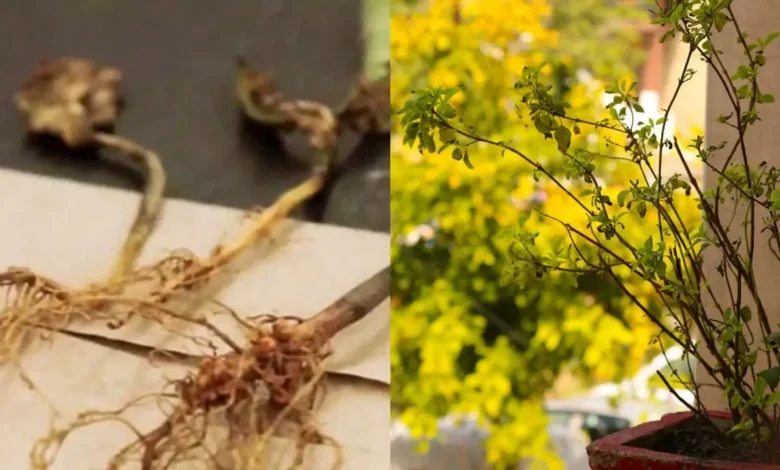 The Miracle of Tulsi Root: Tie it at the main door and invite prosperity into your home