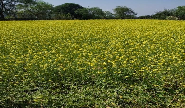 Mustard seed increases farmer's income due to hard work and planning
