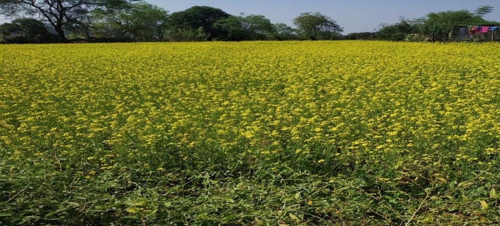 Mustard seed increases farmer's income due to hard work and planning