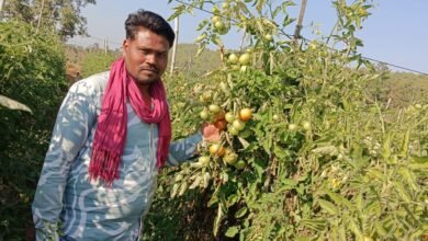 Photo of धान छोड़ टमाटर अपनाया, किसान की आय पहुंची लाखों में