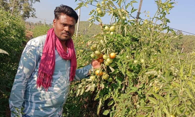 Farmer abandons paddy for tomatoes, earns lakhs