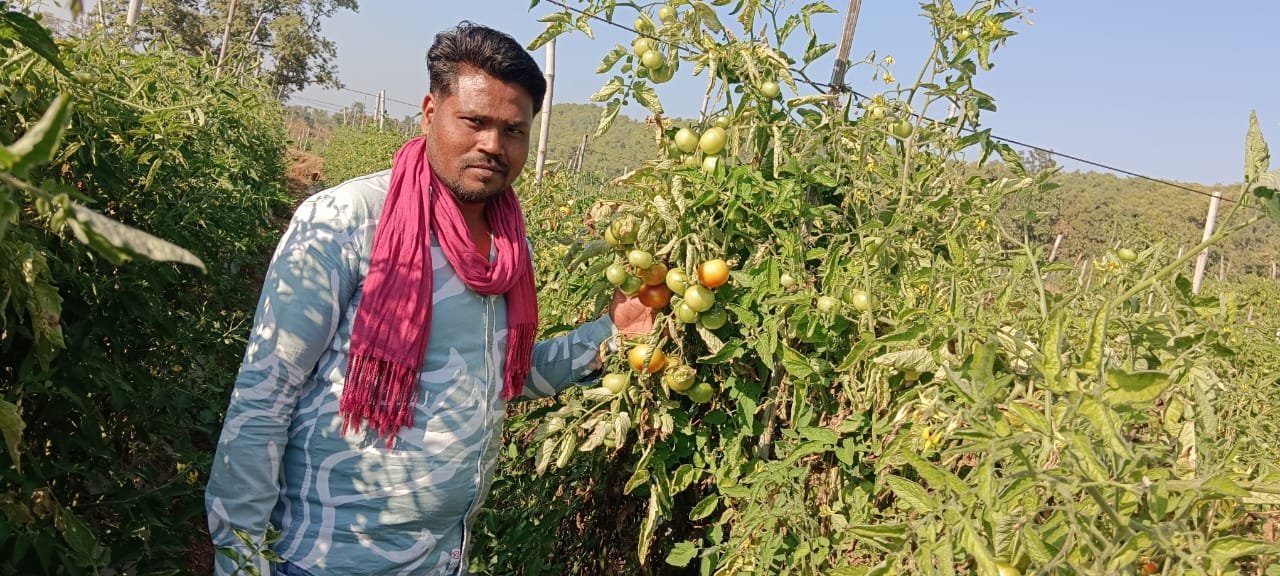 Farmer abandons paddy for tomatoes, earns lakhs