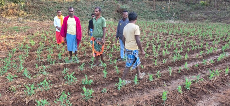 Dantewada farmers turn to Rabi after paddy, pulses and oilseeds boost income