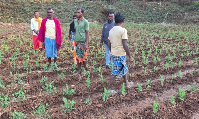 Dantewada farmers turn to Rabi after paddy, pulses and oilseeds boost income