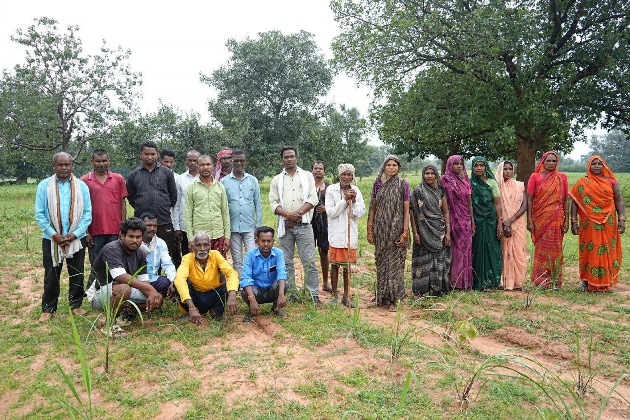 Low cost, high income: Lemongrass cultivation in Gaurela-Pendra-Marwahi has transformed the fortunes of small farmers.