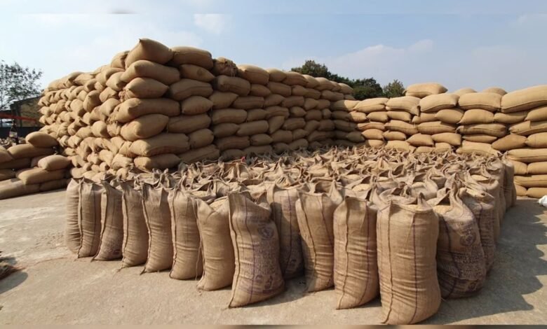 Rats and termites infest paddy collection centers in Kawardha, fearing losses worth crores