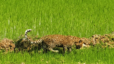 Photo of चार माह के तेंदुए के शावक का सुरक्षित रेस्क्यू, नया रायपुर जंगल सफारी भेजा गया