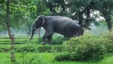 Photo of CG से आए जंगली हाथी, MP में 11 की मौत — Compensation विवाद छिड़ा