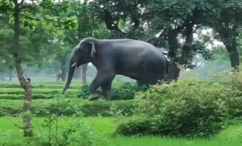 Wild elephants arrive from CG, 11 killed in MP – compensation dispute erupts