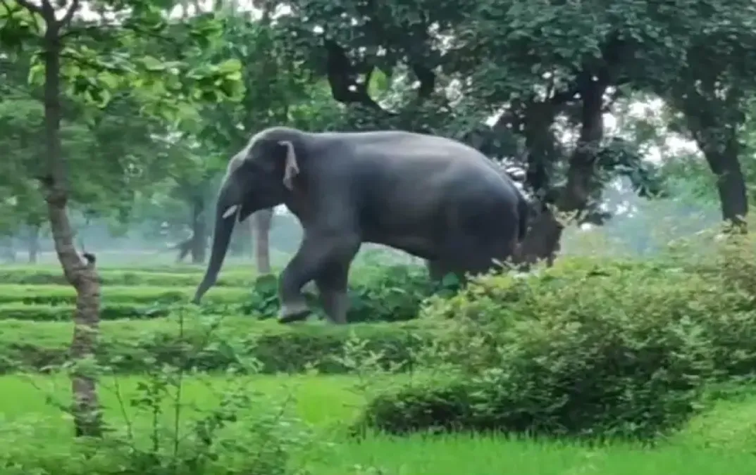 Wild elephants arrive from CG, 11 killed in MP – compensation dispute erupts