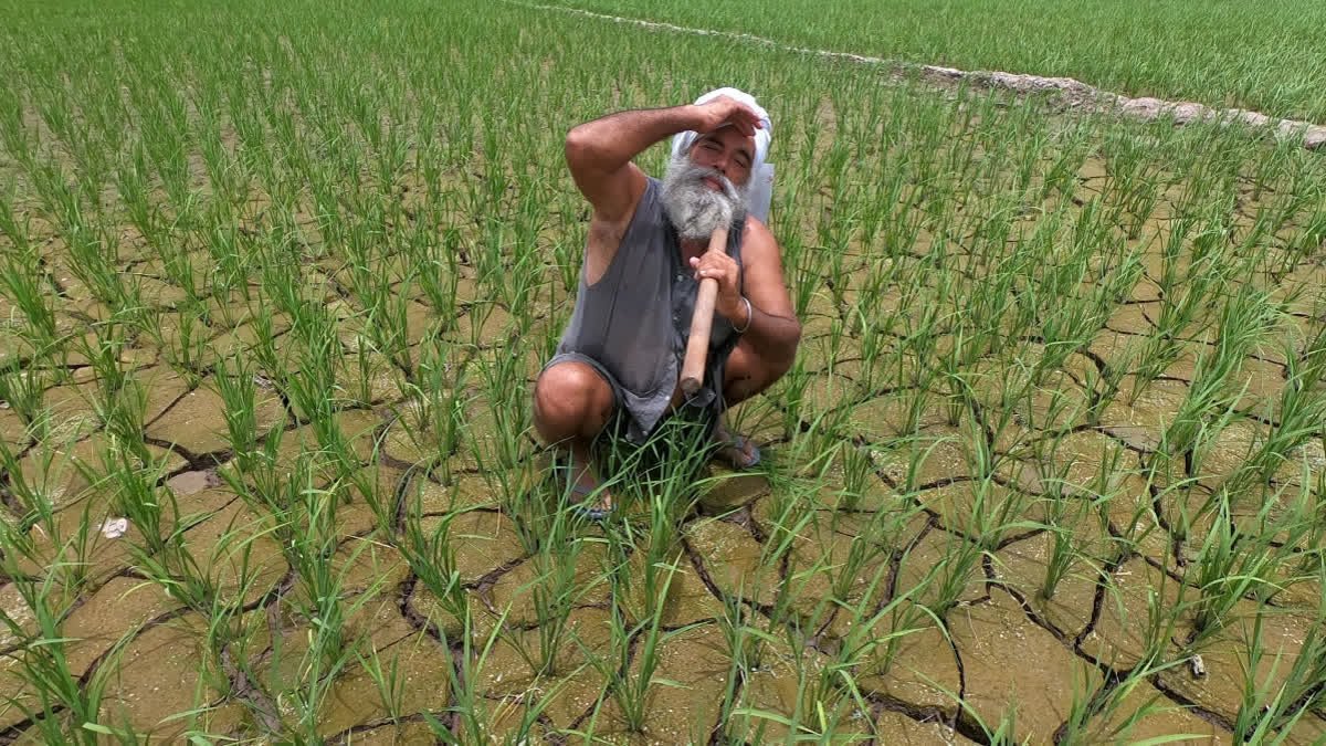 March heat spells 'silent disaster': Are India's crops about to burn?