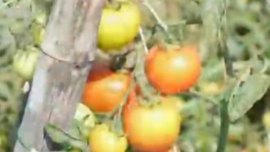 Photo of बहु-फसली खेती से मुकेश कुजूर ने बदली किस्मत, 25 एकड़ खेत बना मुनाफे का मॉडल