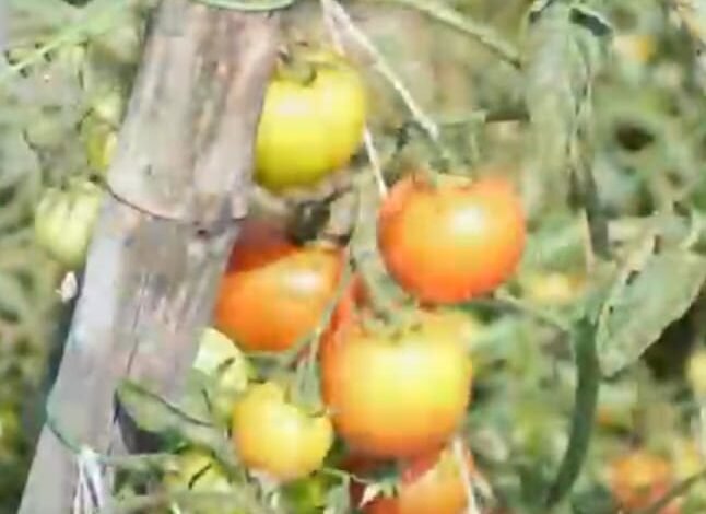 बहु-फसली खेती से मुकेश कुजूर ने बदली किस्मत, 25 एकड़ खेत बना मुनाफे का मॉडल 1 Mukesh Kujur has transformed his fortune with multi-cropping, turning his 25-acre farm into a profitable model.