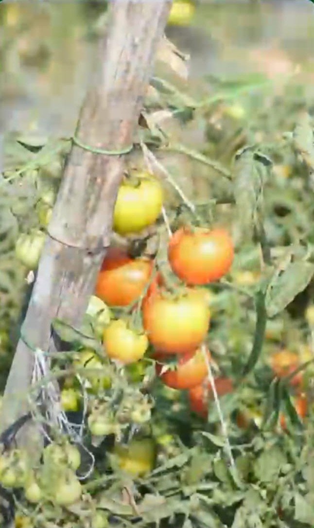 Mukesh Kujur has transformed his fortune with multi-cropping, turning his 25-acre farm into a profitable model.