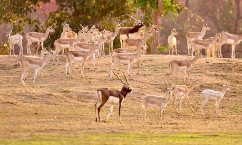 The 'dark guests' return to Barnawapara: 34 blackbucks set free in the forest, giving the ecosystem a boost.