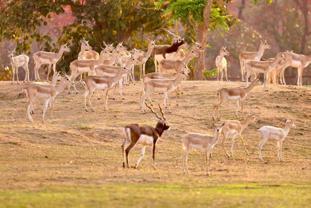 The 'dark guests' return to Barnawapara: 34 blackbucks set free in the forest, giving the ecosystem a boost.