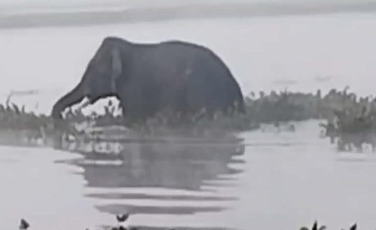 Carcasses of two elephants found floating in the river, serious questions raised on the forest department