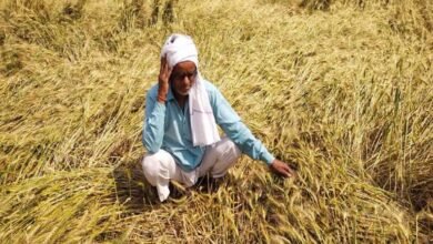 Photo of गेहूं उत्पादन पर संकट बारिश और ओलावृष्टि ने बिगाड़ी सरकार की रिकॉर्ड फसल की कहानी