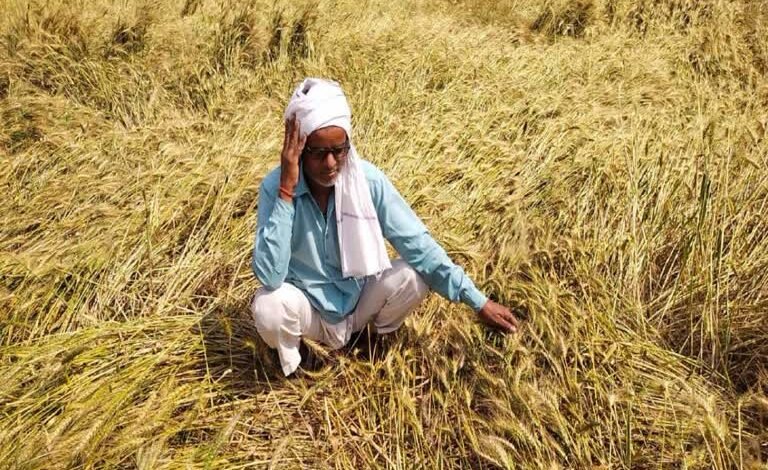 गेहूं उत्पादन पर संकट बारिश और ओलावृष्टि ने बिगाड़ी सरकार की रिकॉर्ड फसल की कहानी 1 Wheat production in crisis: Rain and hailstorms spoil the government's record harvest story.