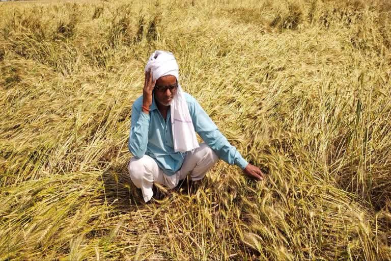 Wheat production in crisis: Rain and hailstorms spoil the government's record harvest story.