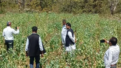 Photo of झारखंड में सख्ती के बाद छत्तीसगढ़ बना अफीम माफिया का नया अड्डा, बलरामपुर में करोड़ों की फसल पकड़ी गई